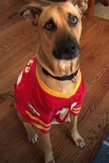 Archie dog