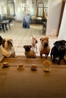 Four dogs