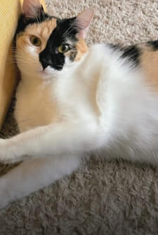 Harvey cat