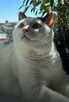 Lavash cat