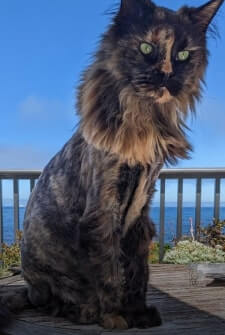 Molly cat