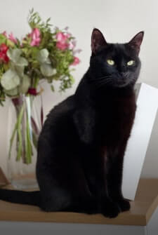 Nala cat