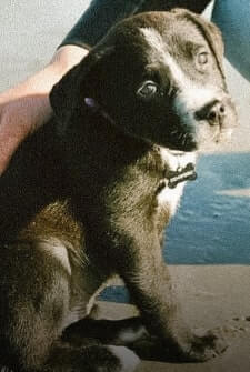 Nora dog