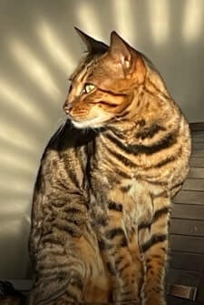 Stella cat