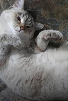 Tricky cat