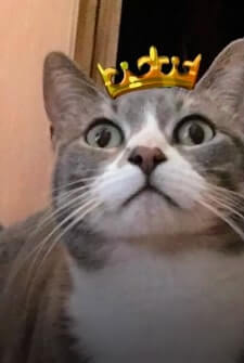 Venus cat
