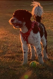 Zilly dog